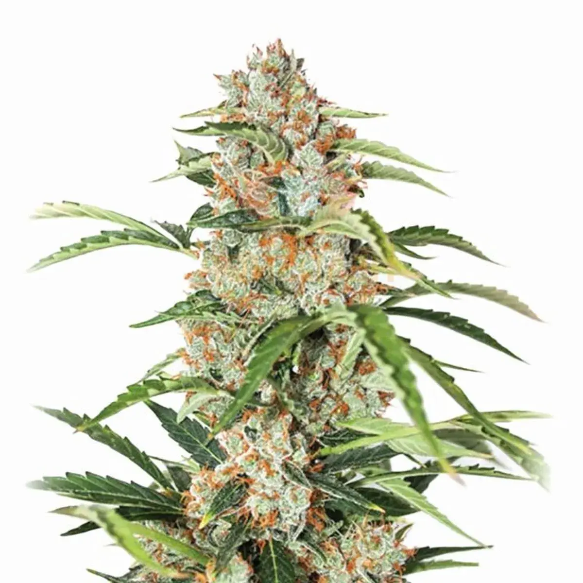 Orange Bud Auto (Nirvana)