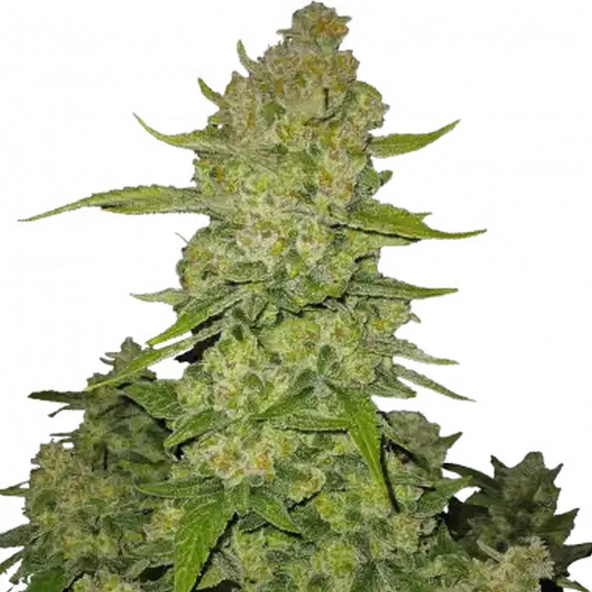 Papaya Cookies