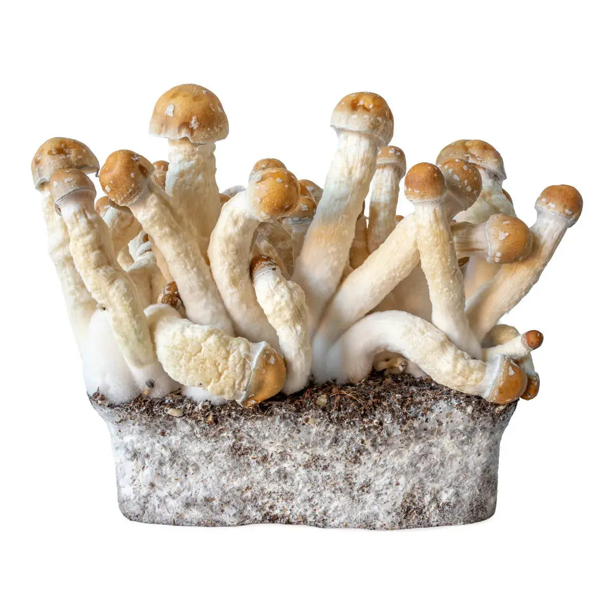 Injekční stříkačka s tekutou kulturou Penis Envy (Acid Shroomz)