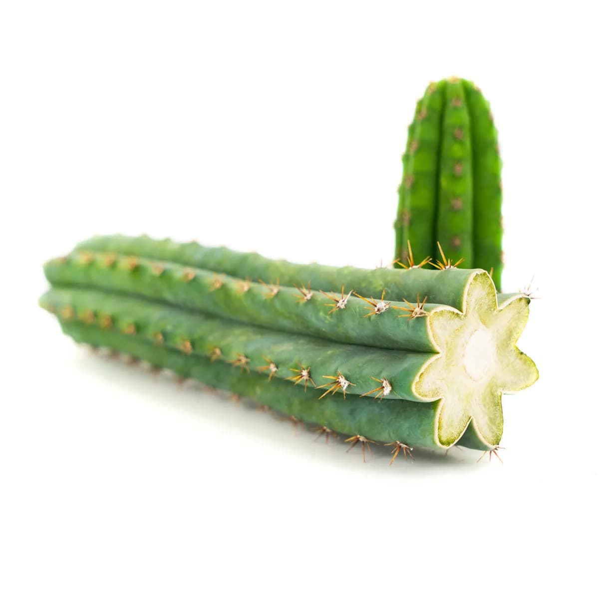 Peruánská pochodeň (Echinopsis peruviana)