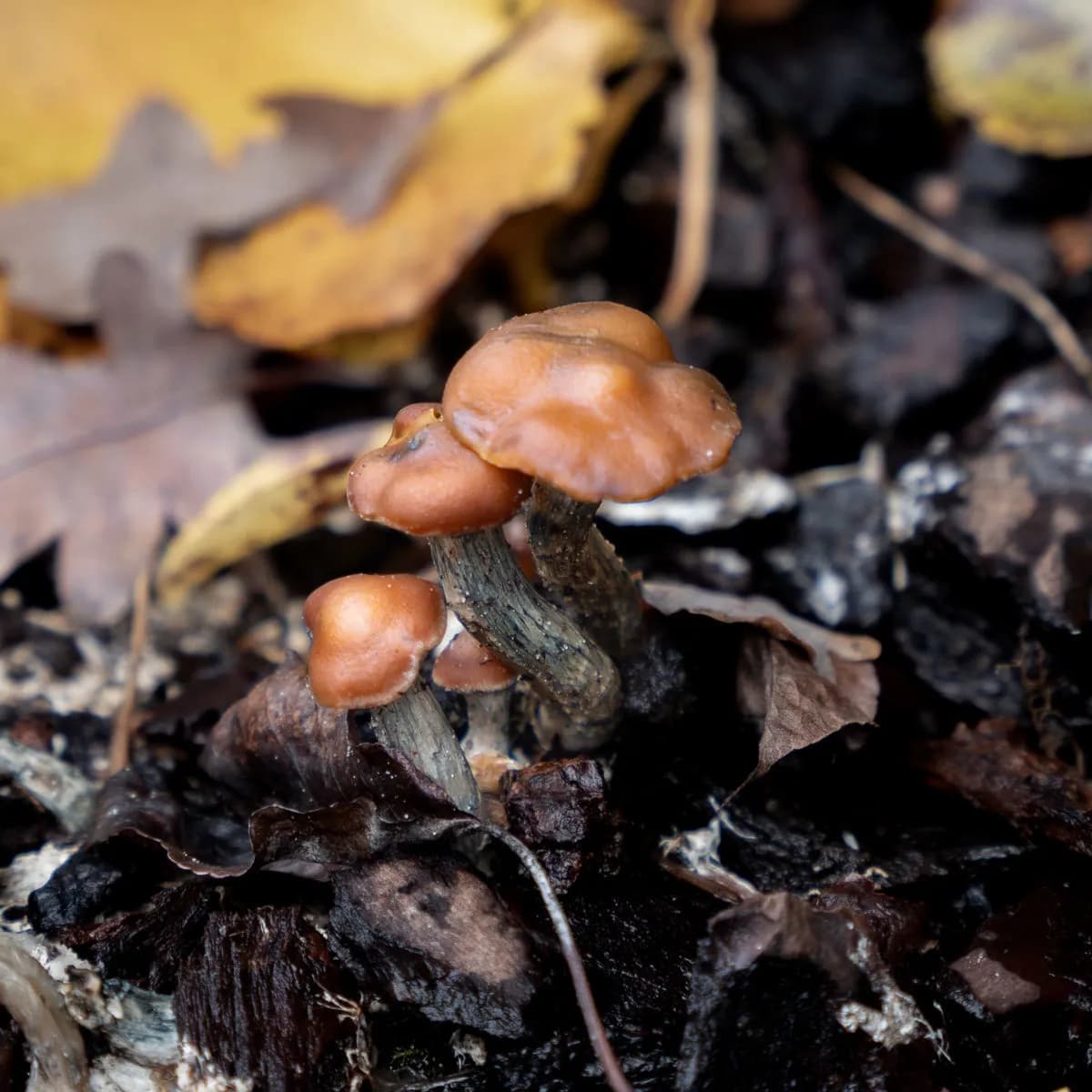 Psilocybe azurescens injekční stříkačka s tekutou kulturou (Acid Shroomz)