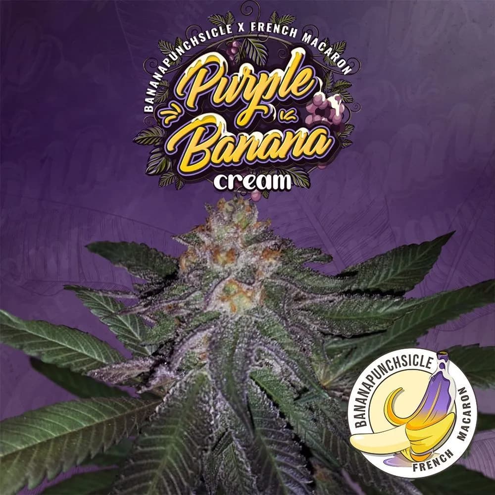 Purple Banana Cream (T.H.Seeds)
