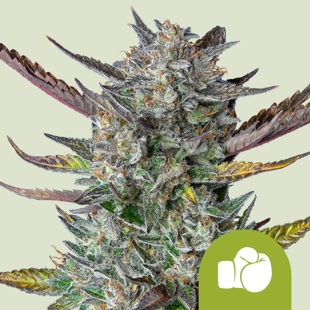 Purple Punch