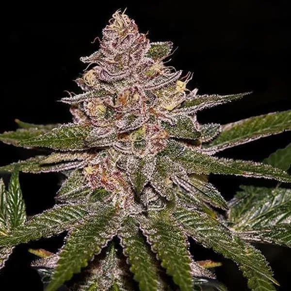 Radical Juice