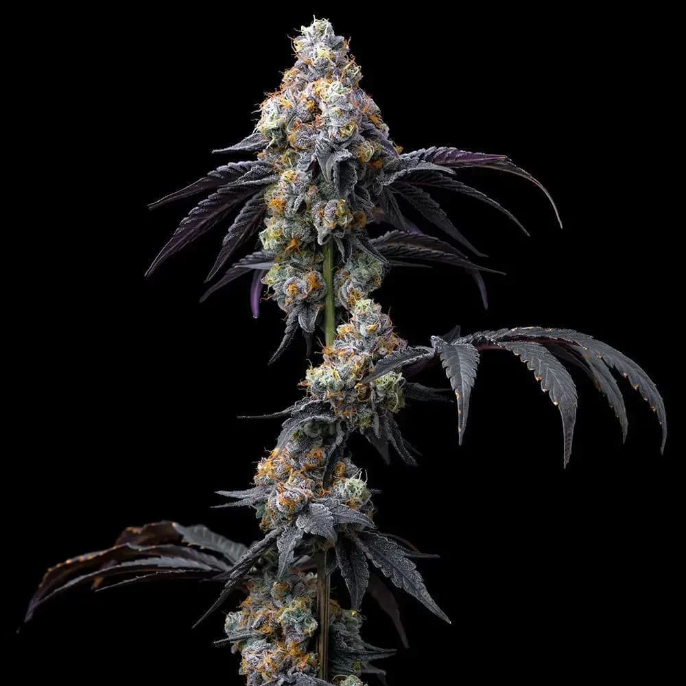 Rainbow Sherbet