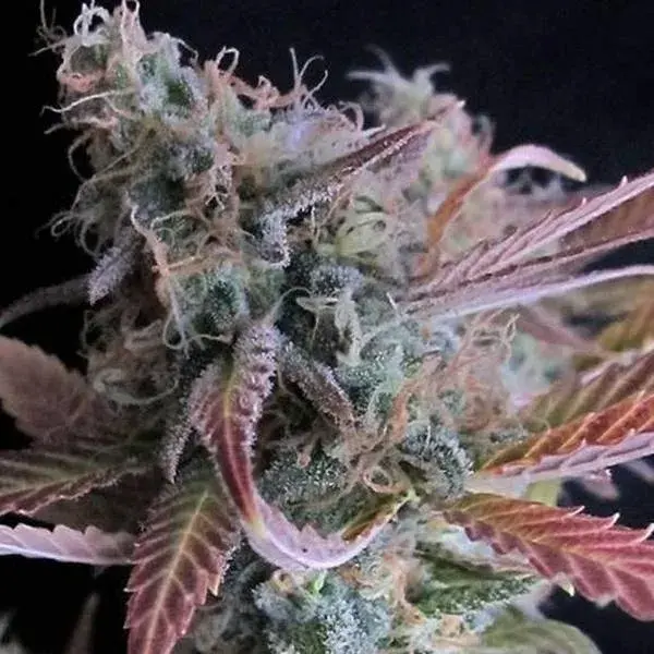 Raspberry Cough