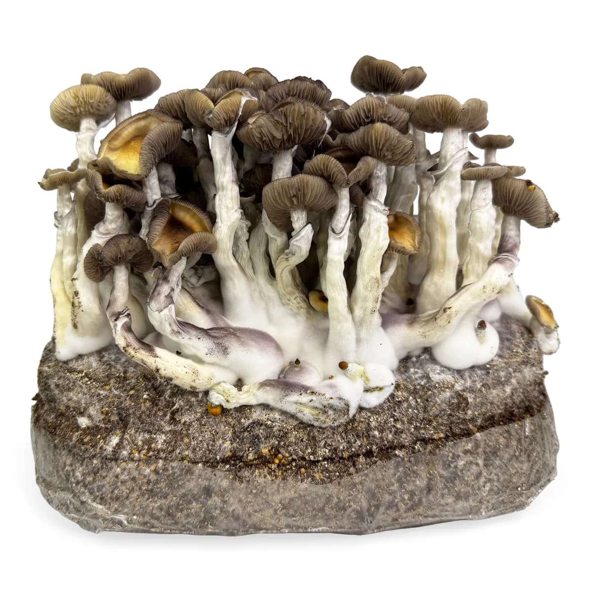 Pěstební sáček Ready-2-Grow 'Golden Teacher'