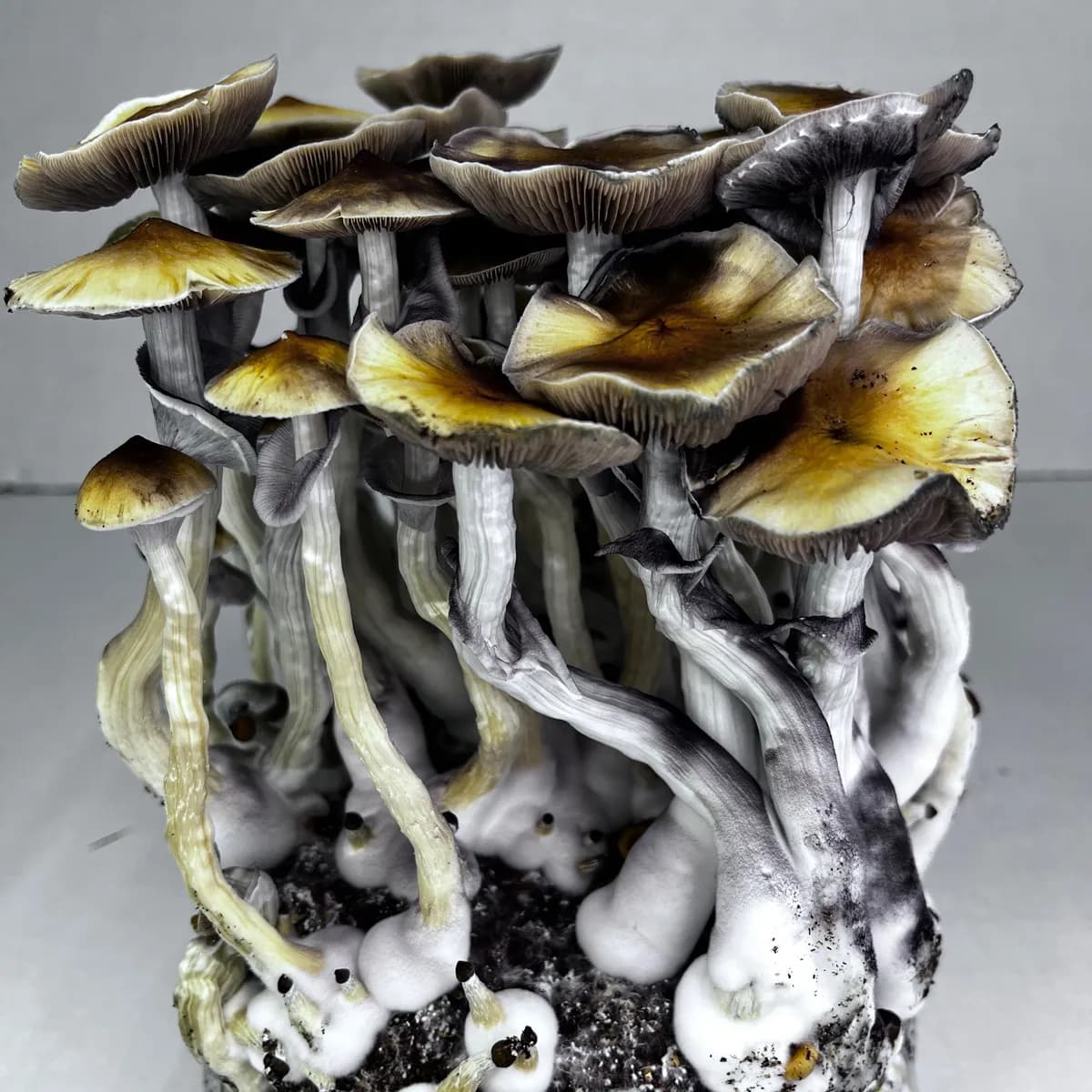Pěstební sáček Ready-2-Grow 'McKennaii'