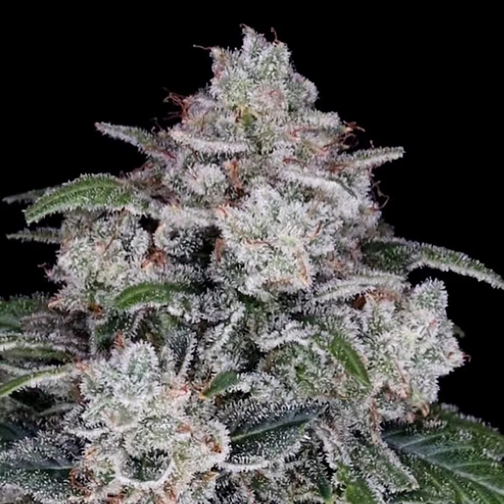 Return of the MAC