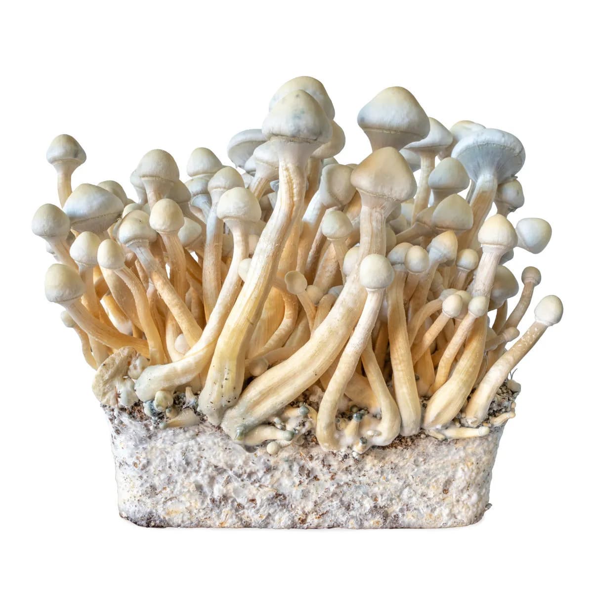 Injekční stříkačka s tekutou kulturou Rusty Whyte (Acid Shroomz)