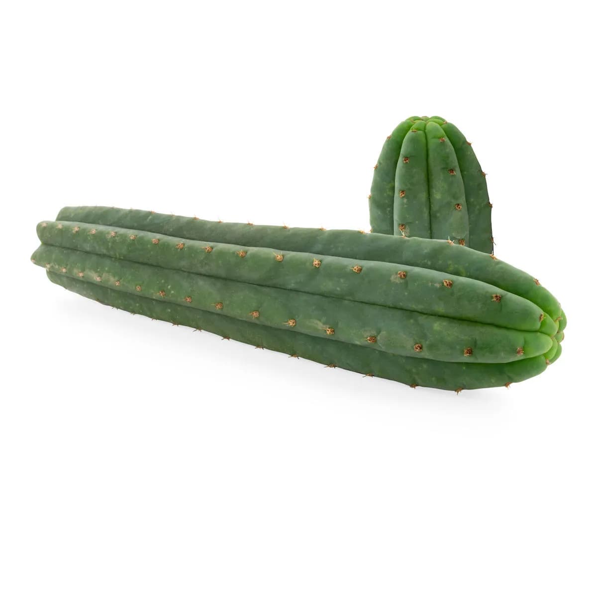 San Pedro se 7 žebry (Echinopsis pachanoi)