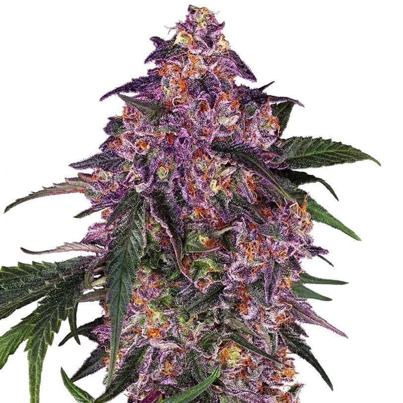 Sensi Purple Kush