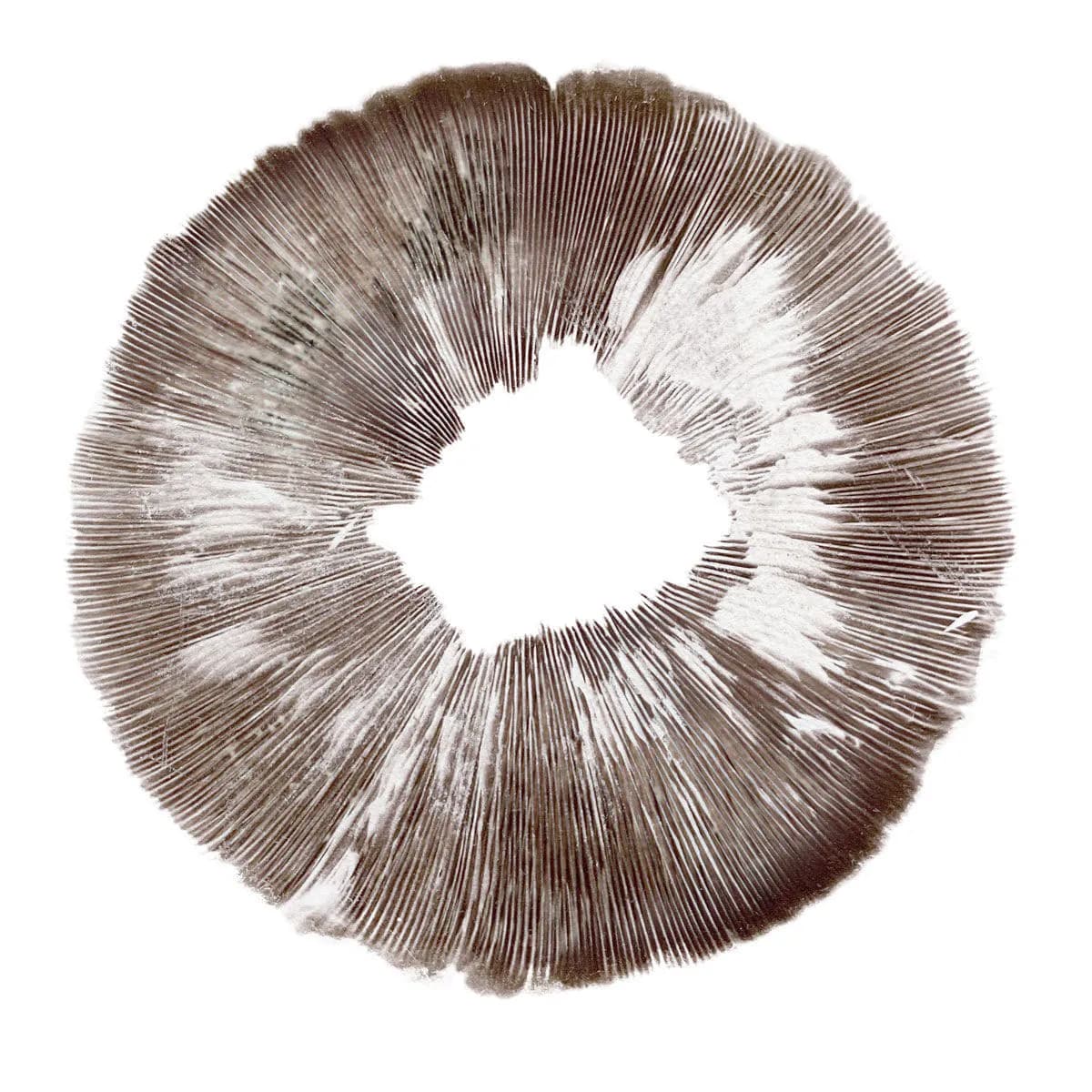 Sporový otisk Psilocybe cubensis Amazonas