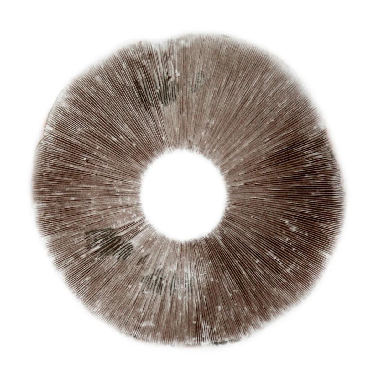 Sporový otisk Psilocybe Cubensis B+