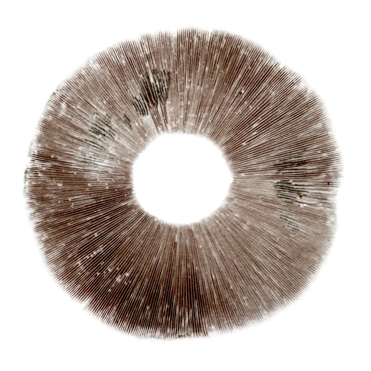 Sporový otisk Psilocybe cubensis Ban Hua Thai