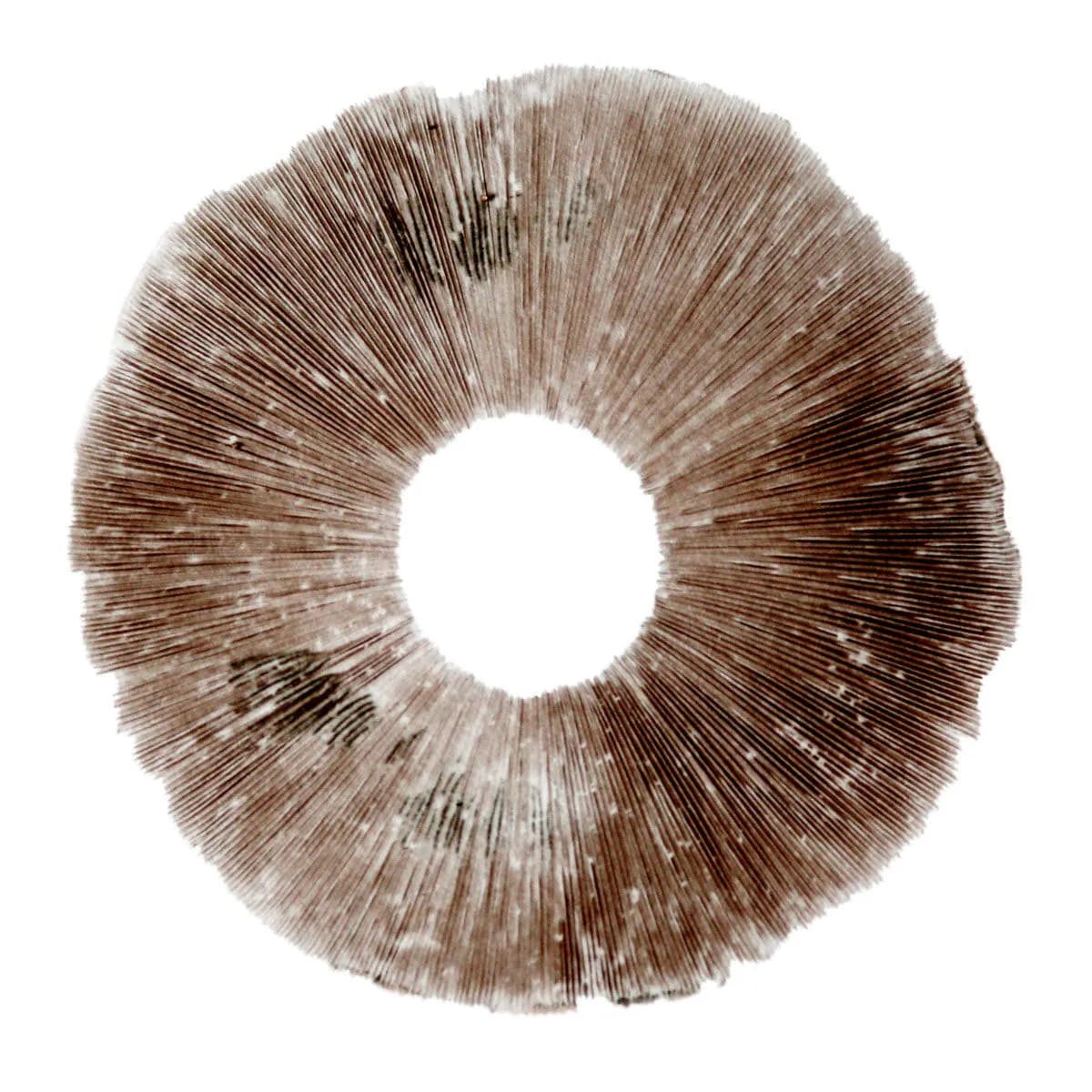 Sporový otisk Psilocybe cubensis Hawaii (PES)