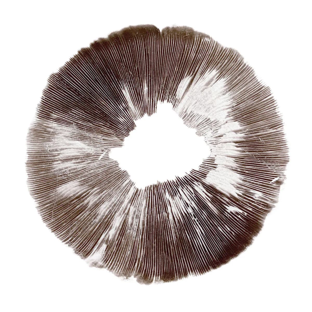 Sporový otisk Psilocybe cubensis McKennaii