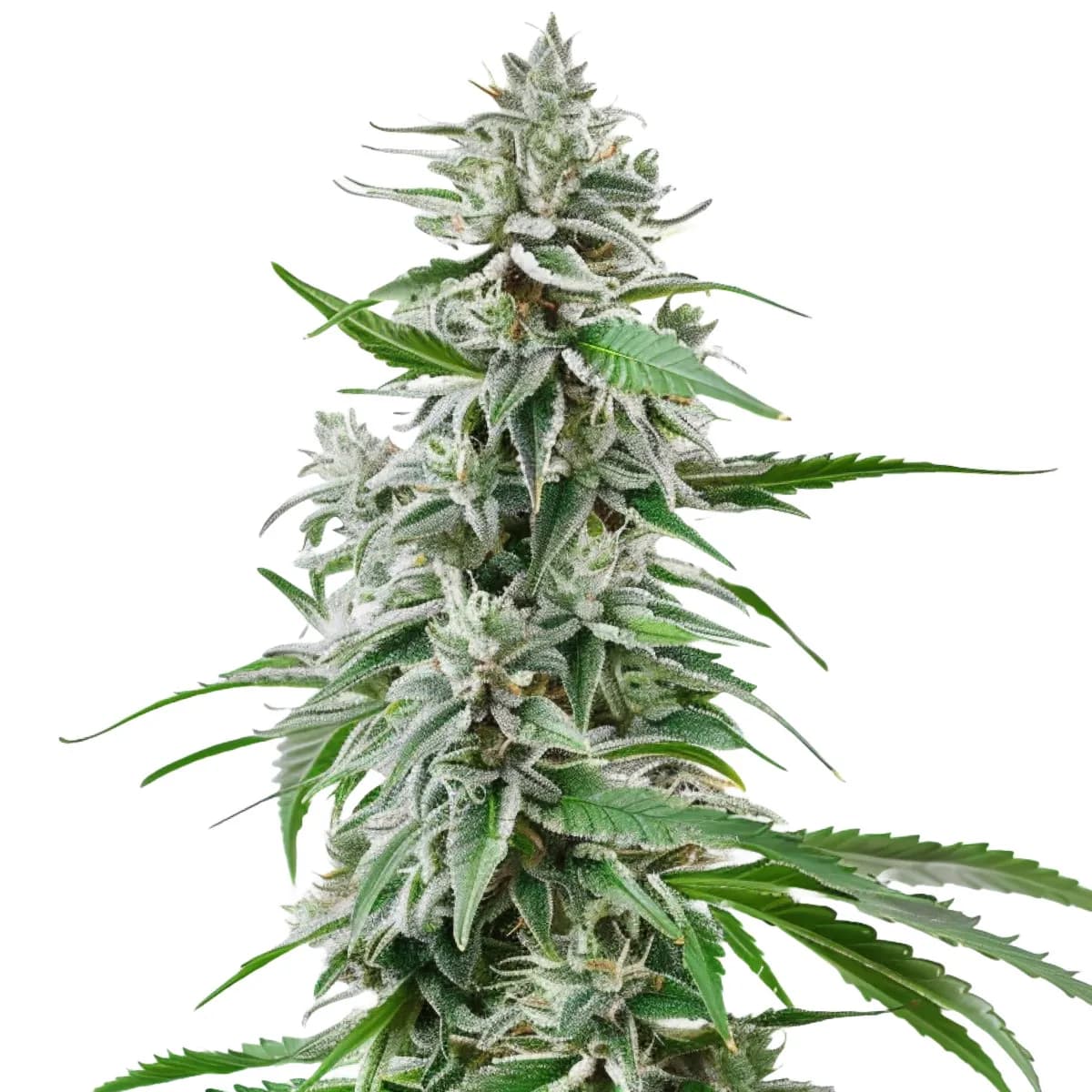 Sunset Sherbet