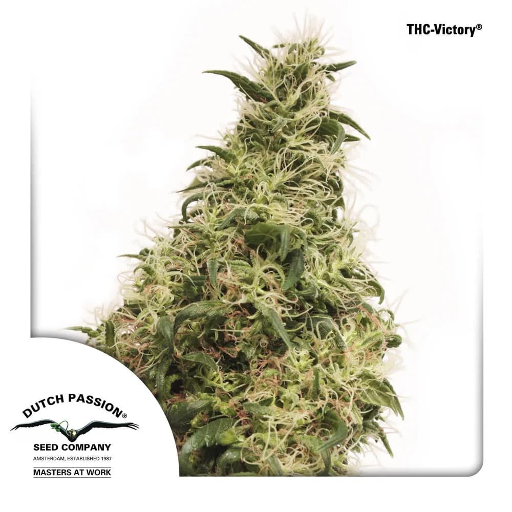 THC-Victory