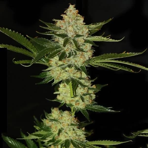 UnderDawg OG