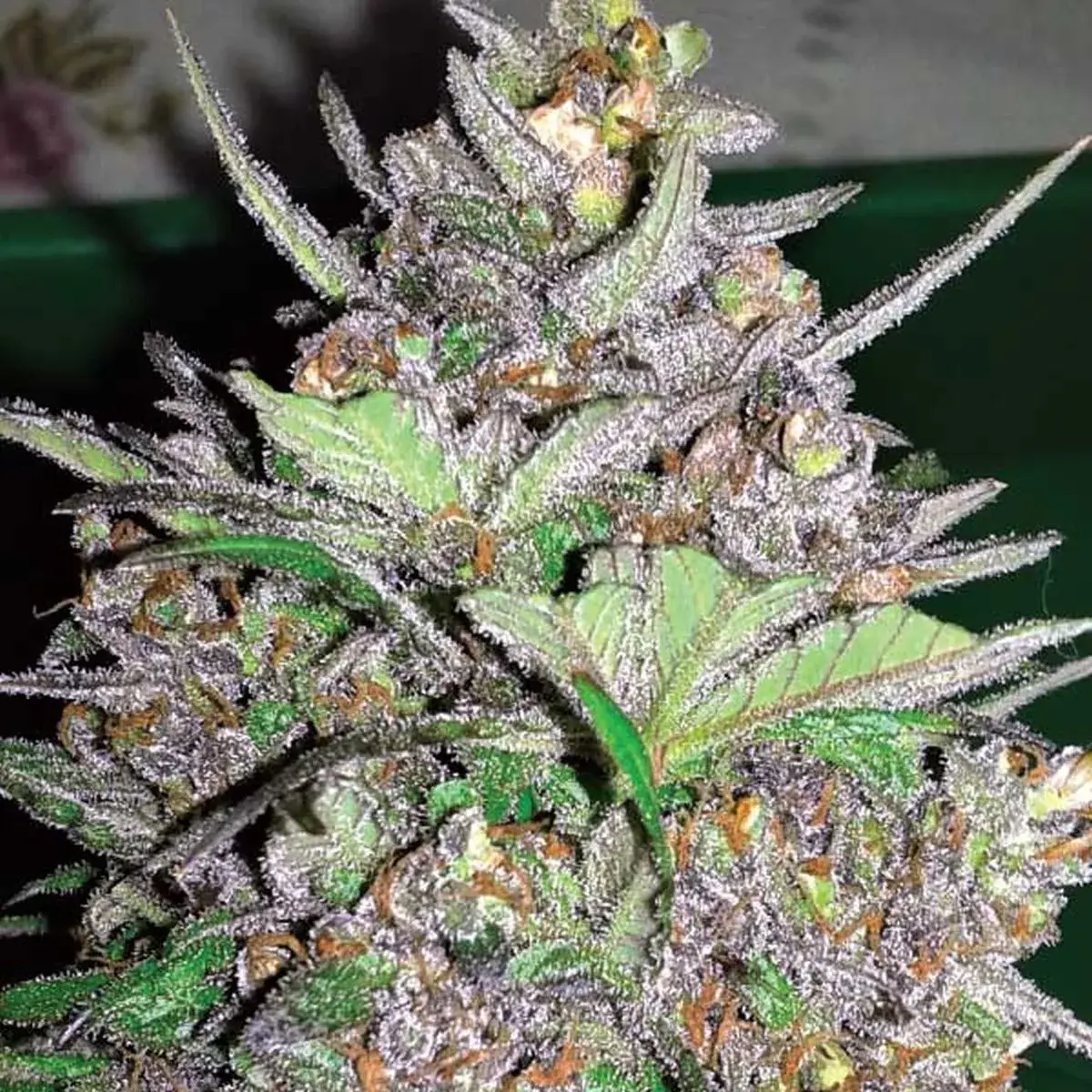 Violet Kush