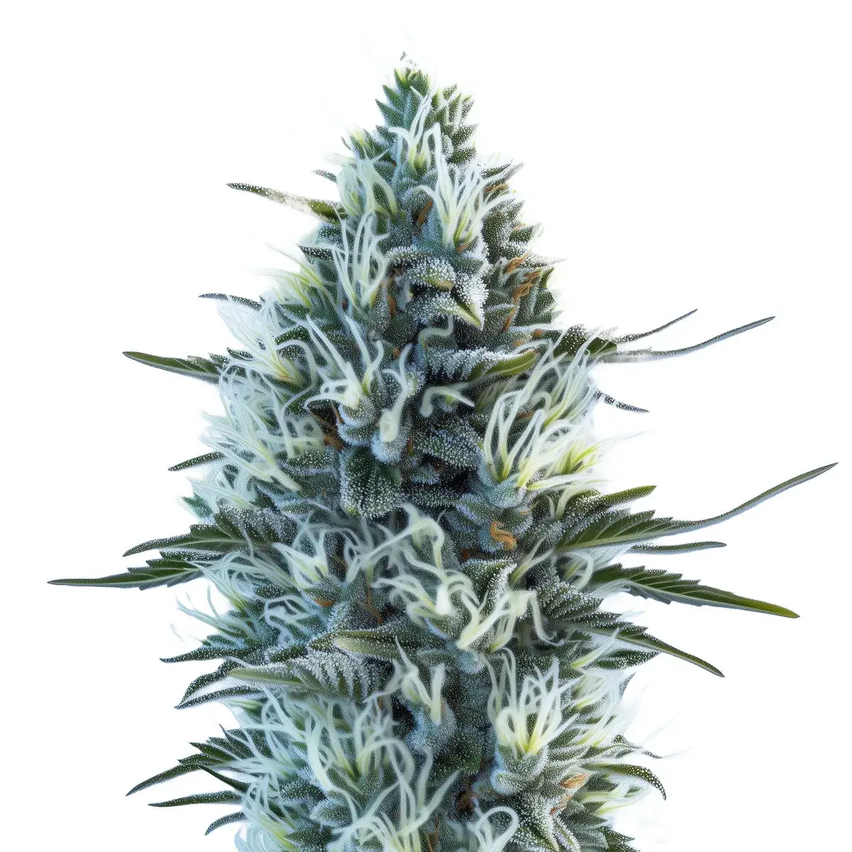 White Widow Auto