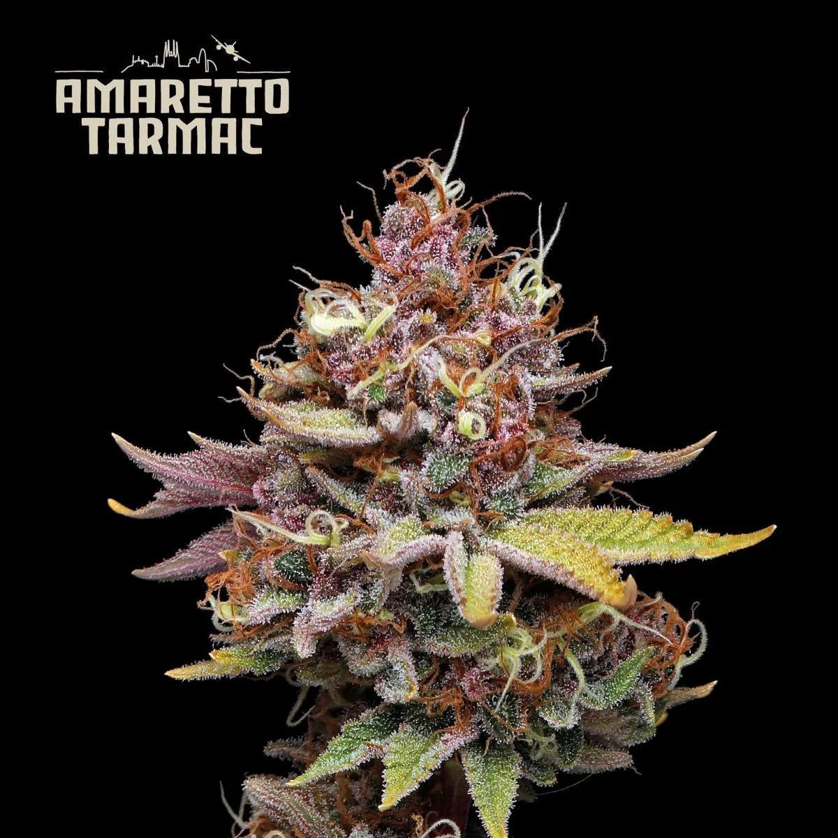 Amaretto Tarmac (Seedstockers)