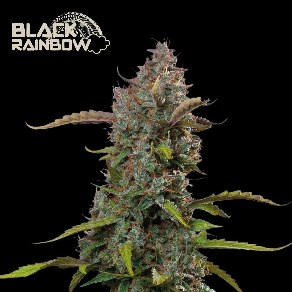Black Rainbow Auto (Seedstockers)