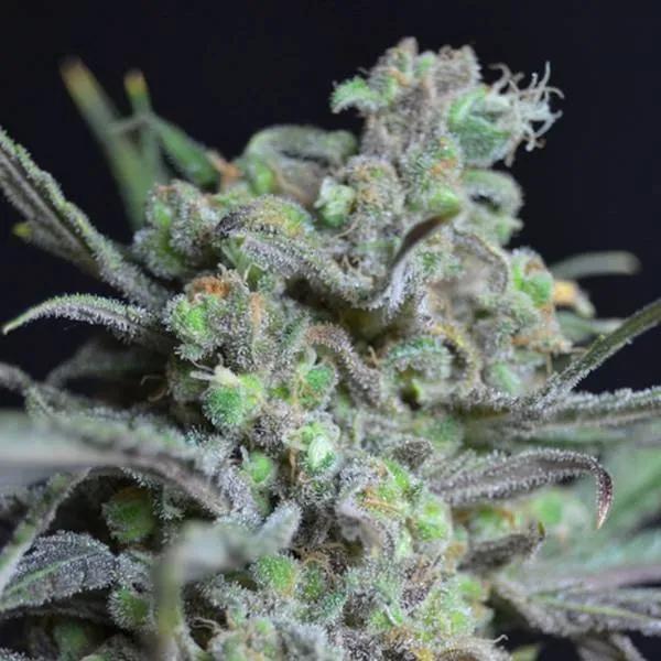 Critical