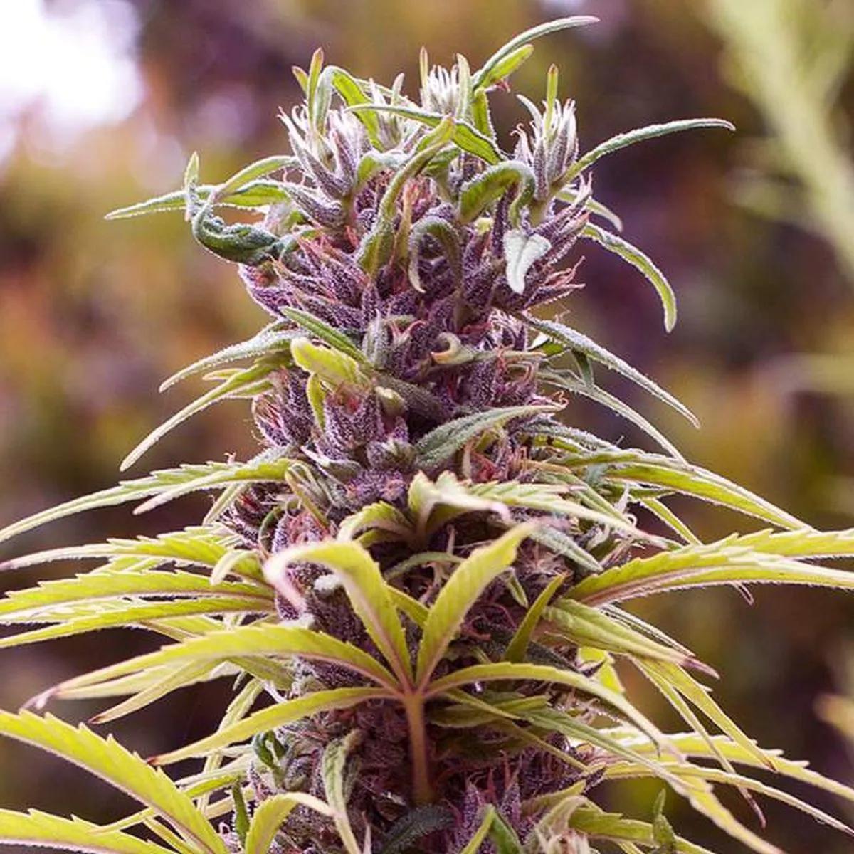 Durban Poison (Nirvana)