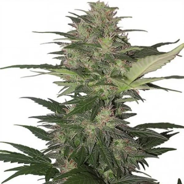 Red Dwarf Auto