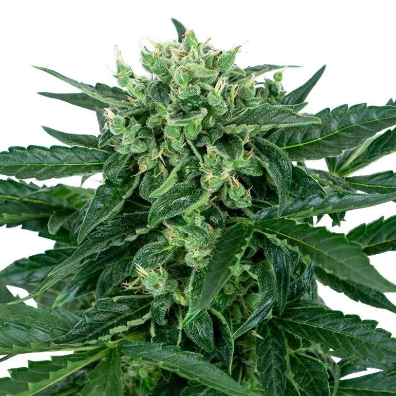 Sensi Amnesia
