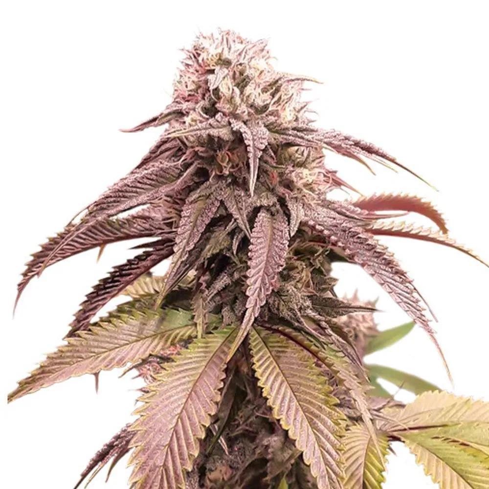 Strawberry Cookies