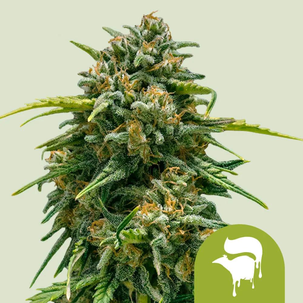Sweet Skunk Autoflower