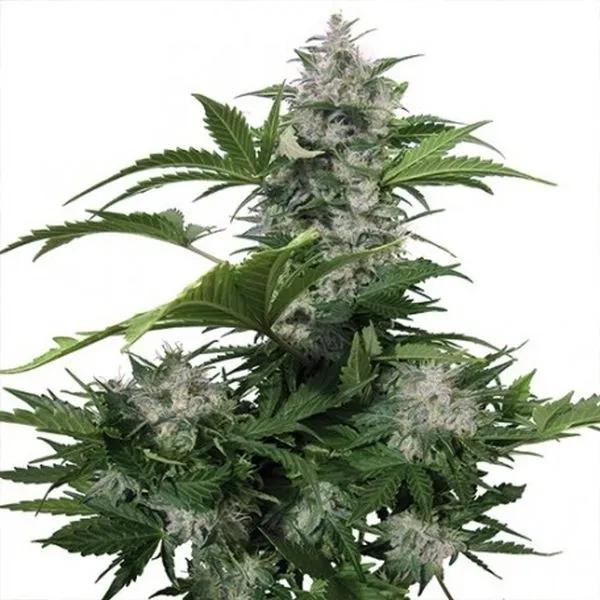 White Dwarf