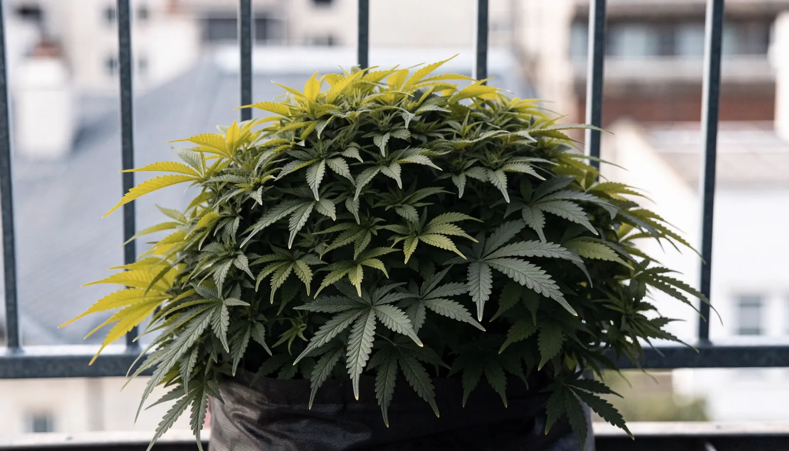 Nízká, hustá autoflowering rostlina konopí zůstávající pod úrovní balkonového zábradlí
