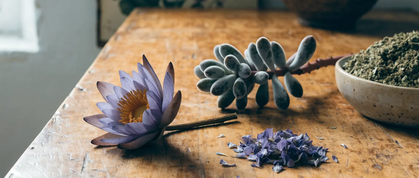 Blue lotus vs kanna: účinky a bezpečnost