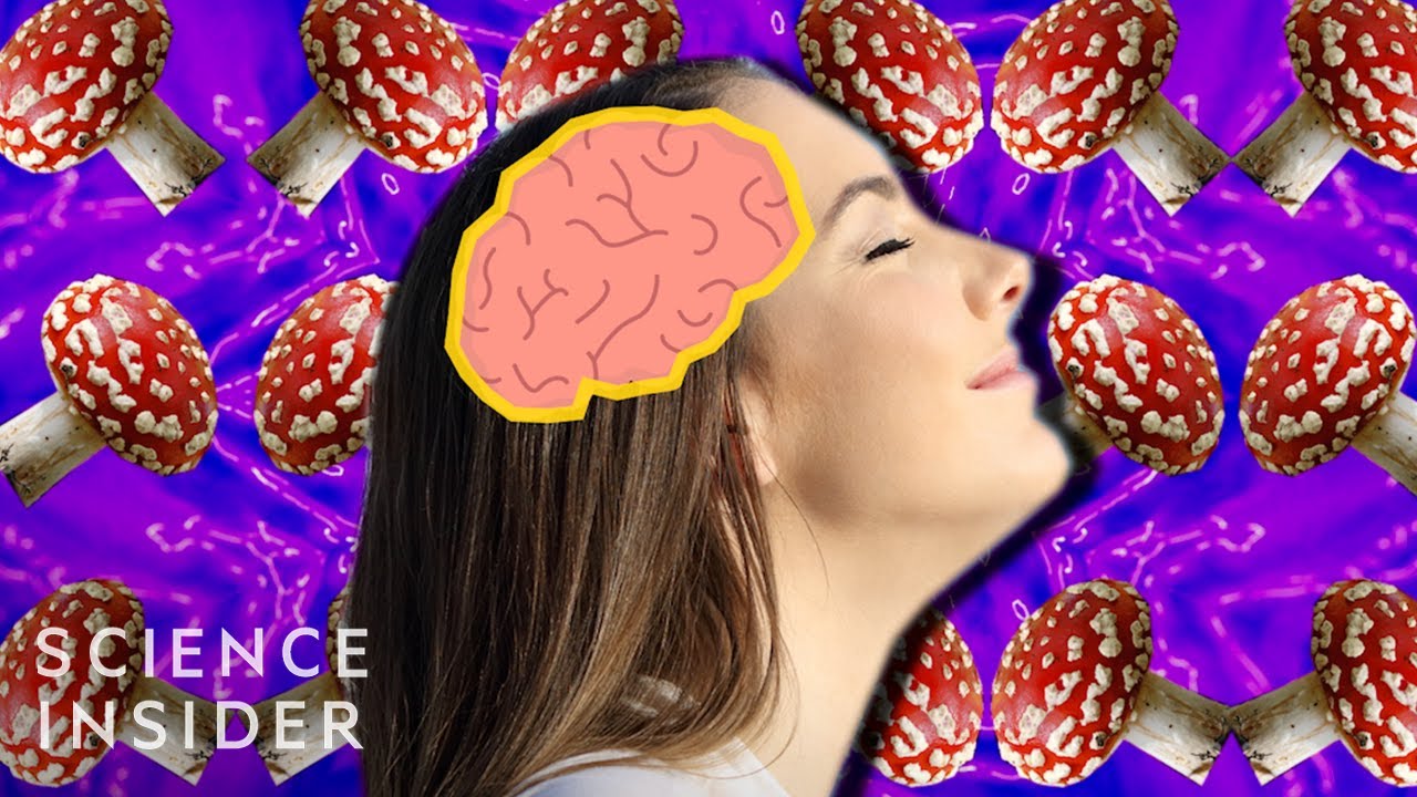 Sleduj: Magic Mushrooms and the Brain na YouTube