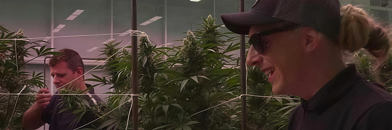 AZARIUS · F1 hybrid cannabis genetics: inside RQS testing at Inexo