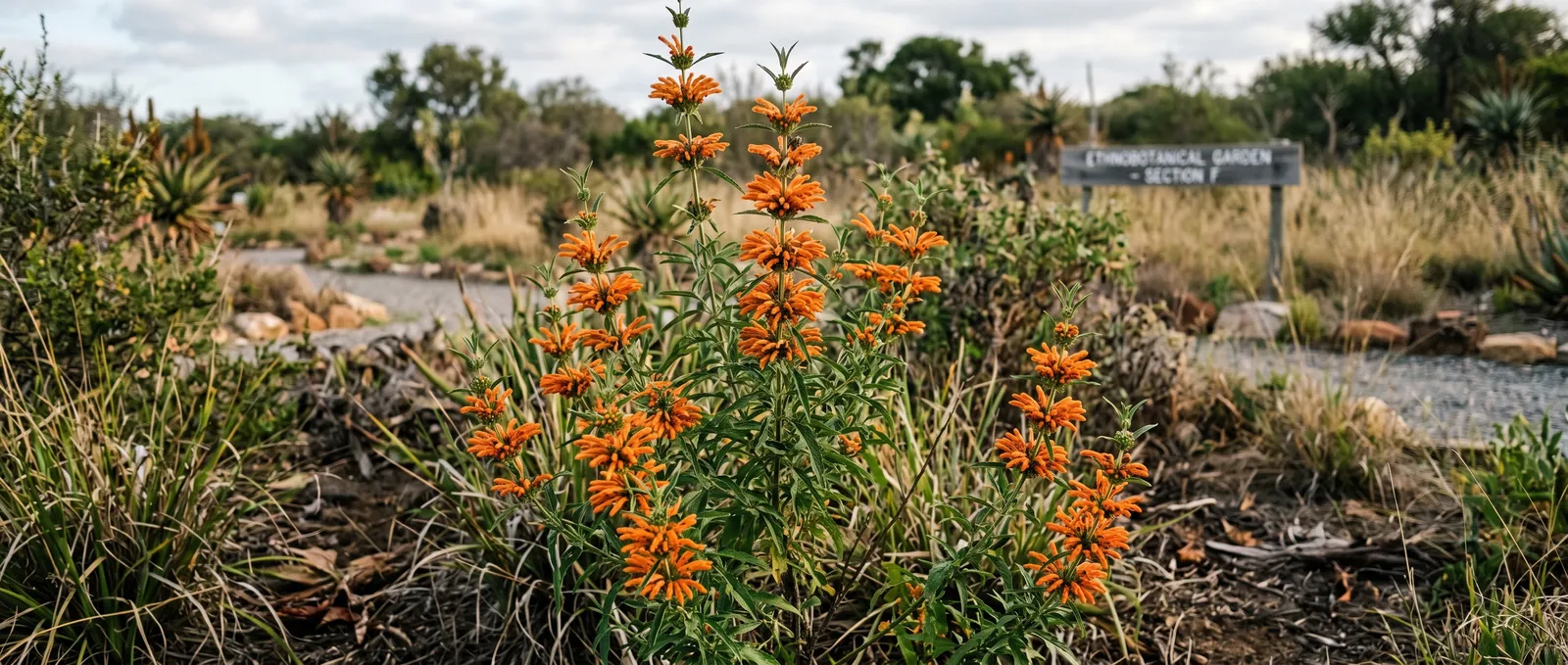 AZARIUS · A Southern African Shrub with Orange Whorls